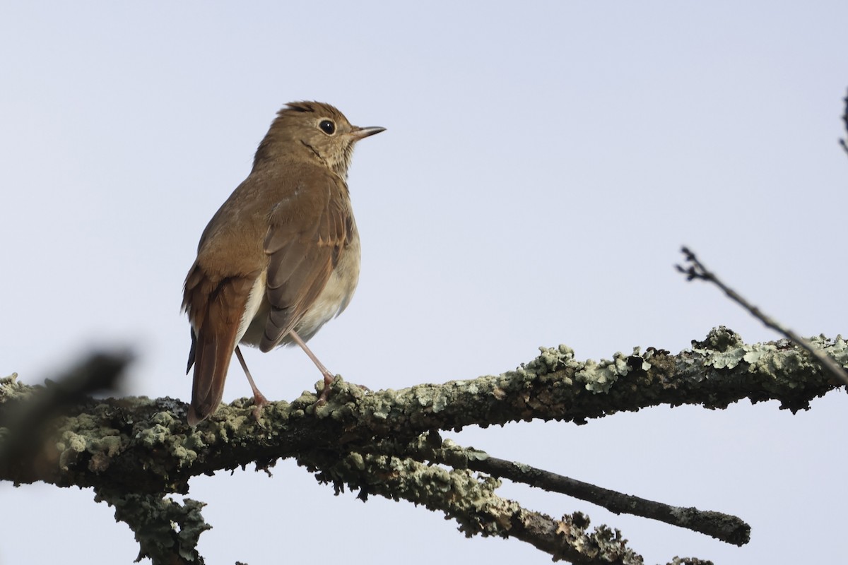 Hermit Thrush - ML645731005