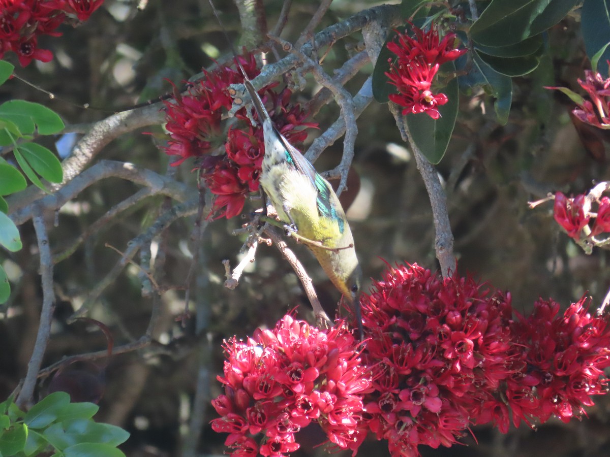 Malachite Sunbird - ML645731007