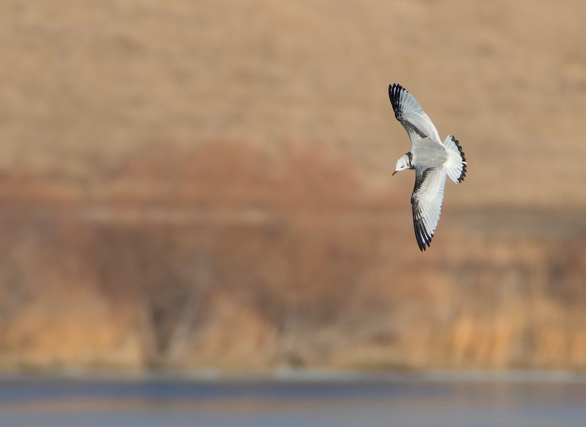 krykkje - ML645731012