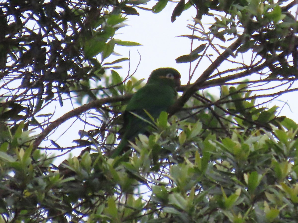 Golden-plumed Parakeet - ML645731022