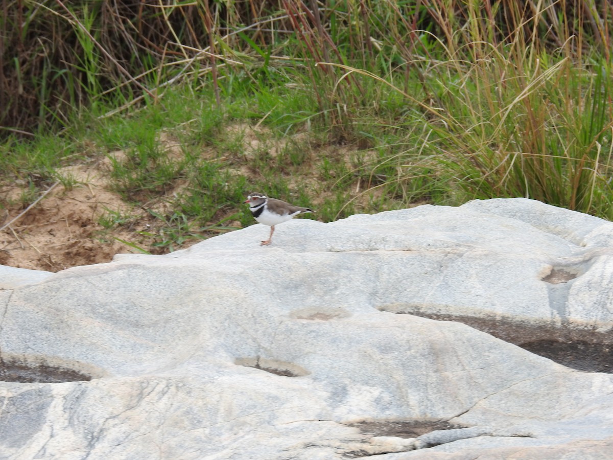 Three-banded Plover - ML645731035