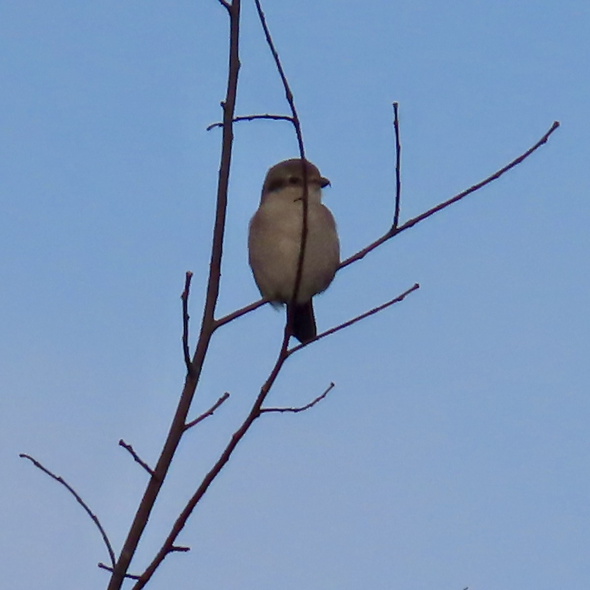 Northern Shrike - ML645731041
