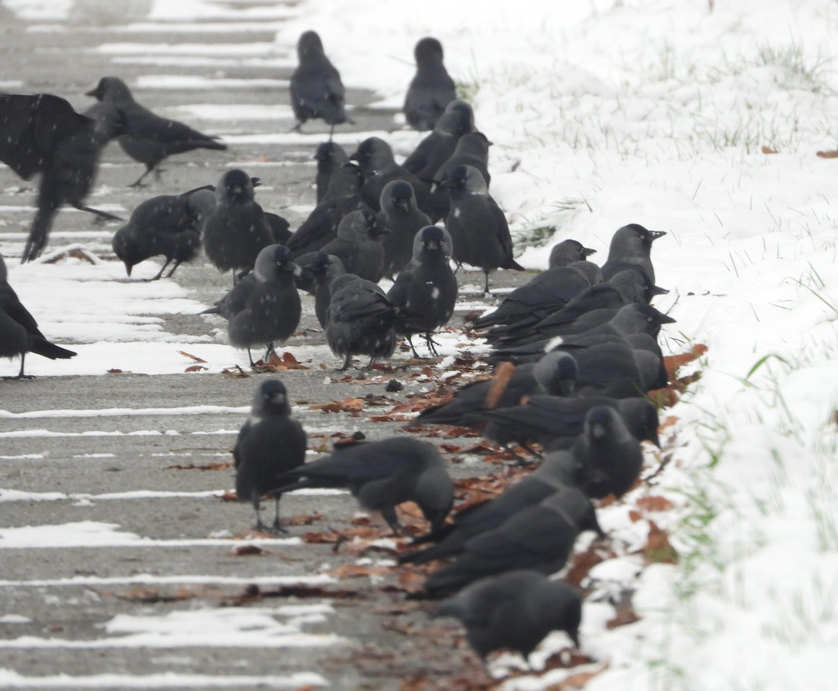 Eurasian Jackdaw - ML645731058