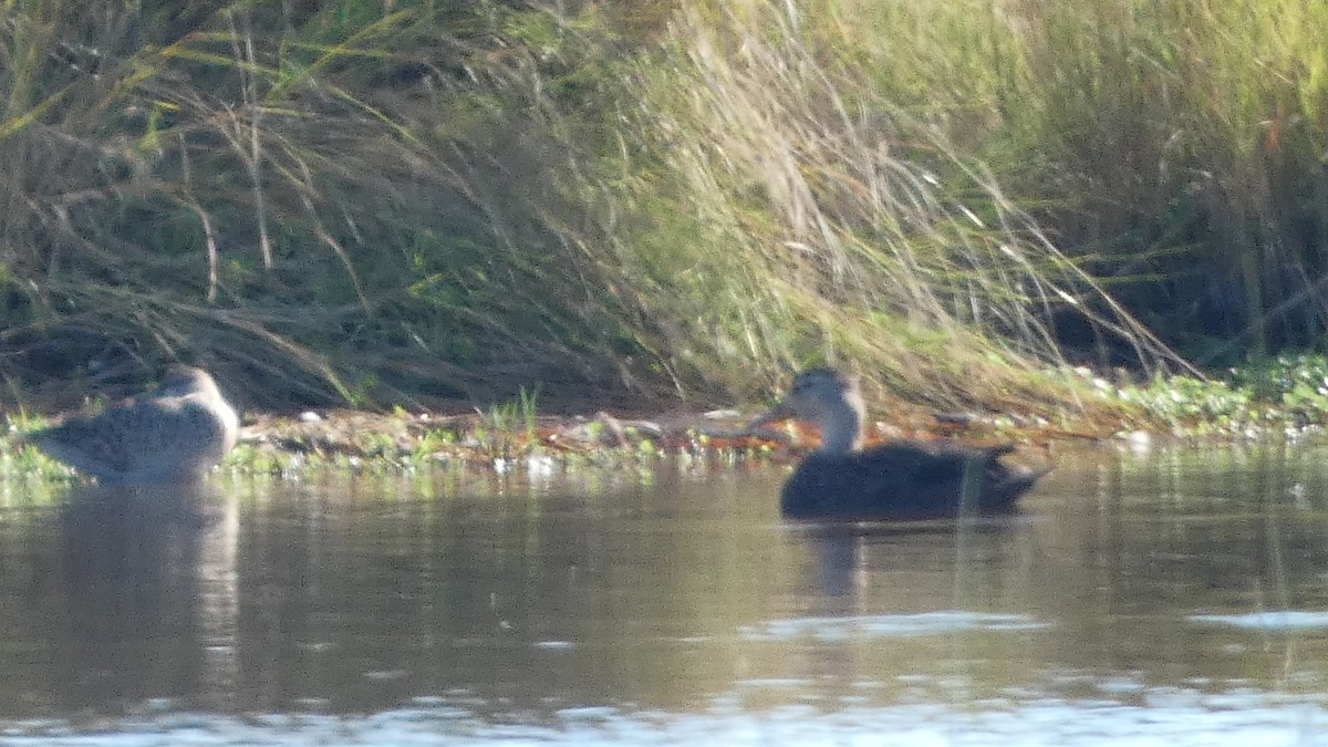 Крижень флоридський - ML645731110