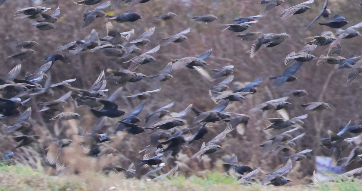 Brown-headed Cowbird - ML645731112