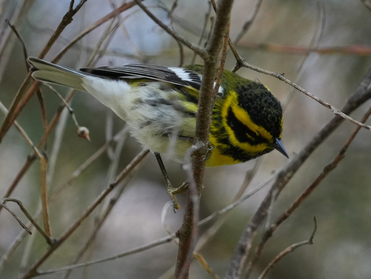 Townsend's Warbler - ML645731117