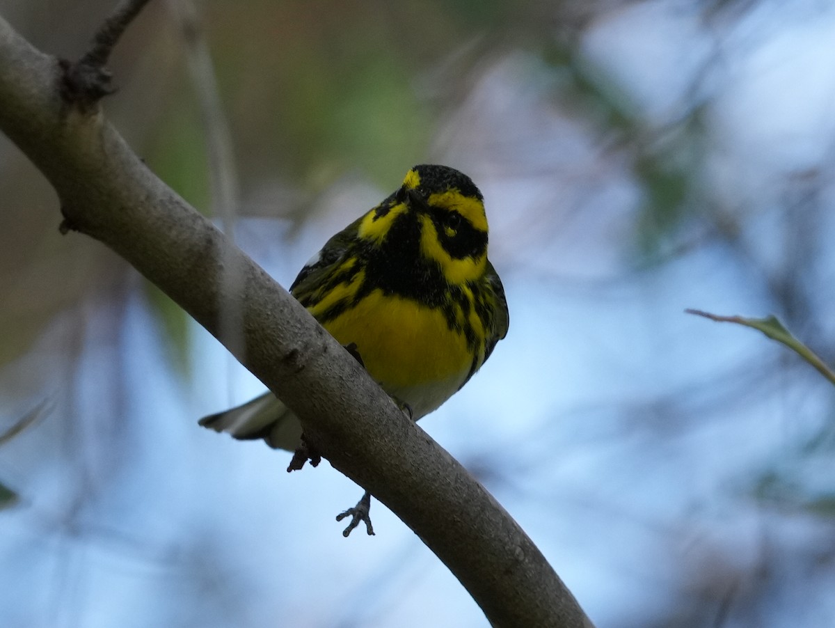 Townsend's Warbler - ML645731118
