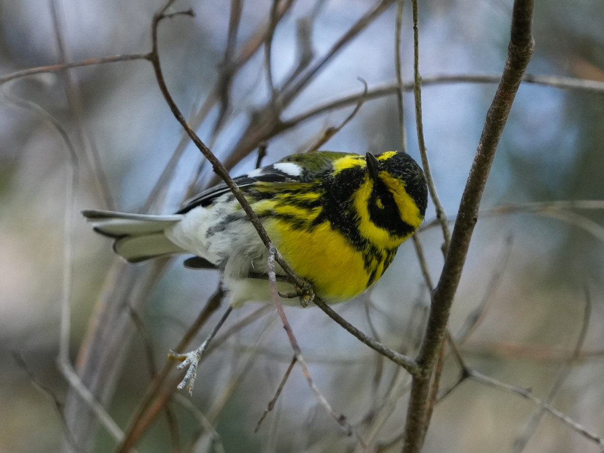Townsend's Warbler - ML645731119