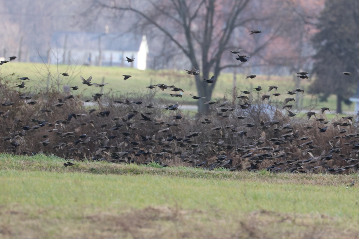 European Starling - ML645731126