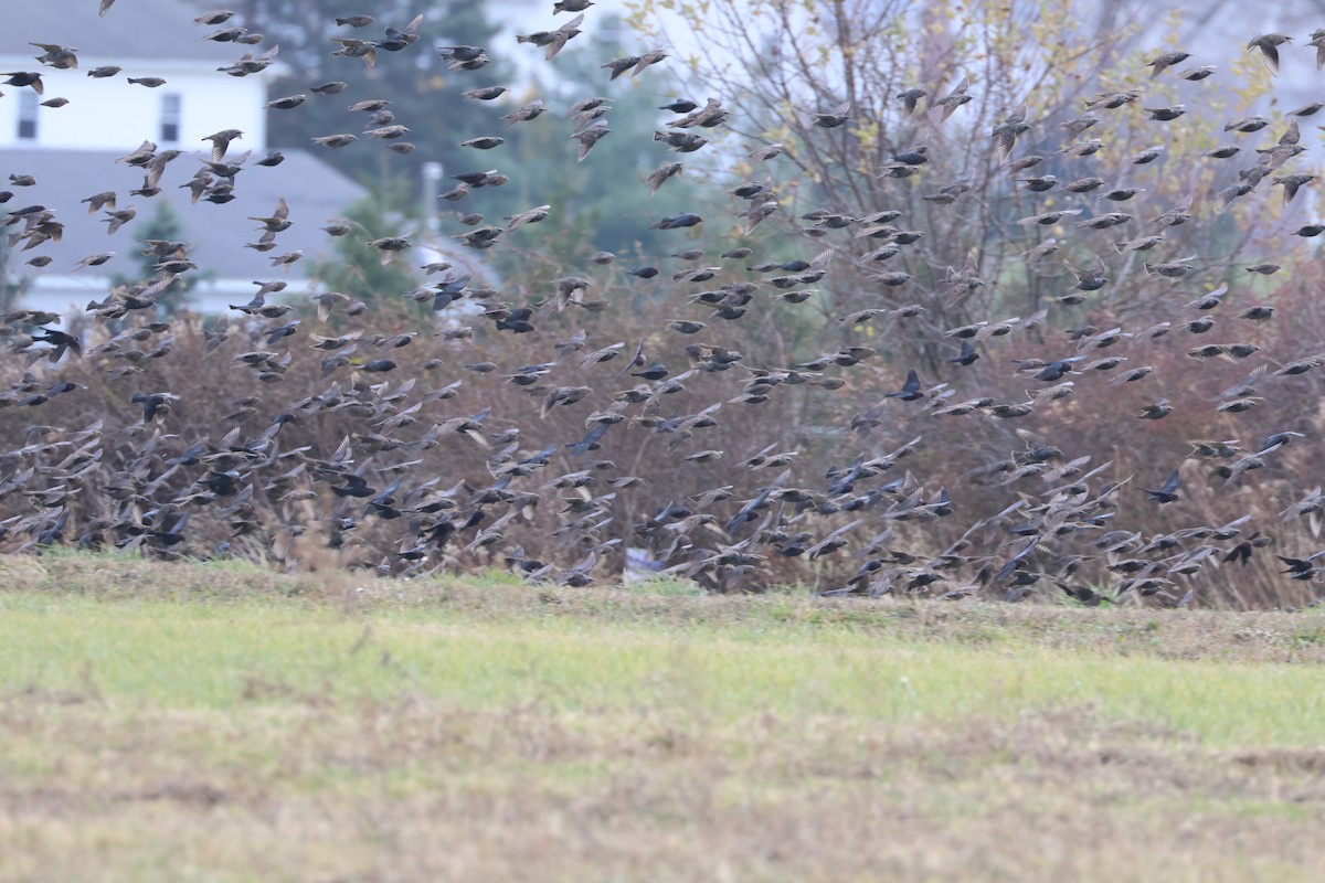 European Starling - ML645731127