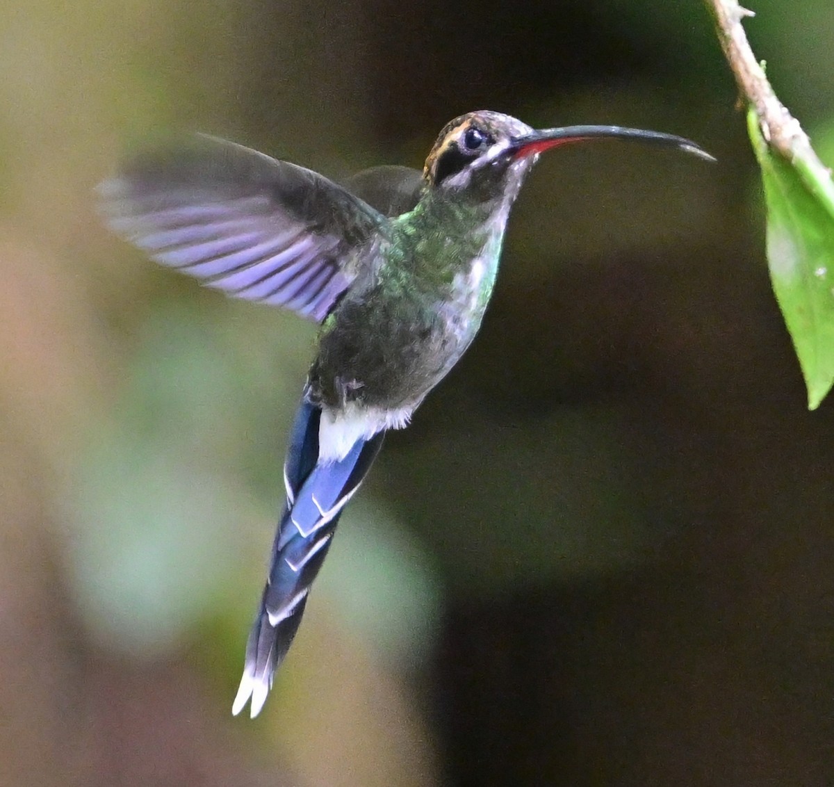 White-whiskered Hermit - ML645731129