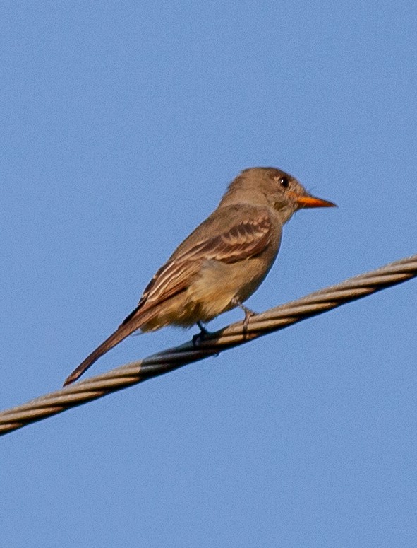 Greater Pewee (Mexican) - ML645731143