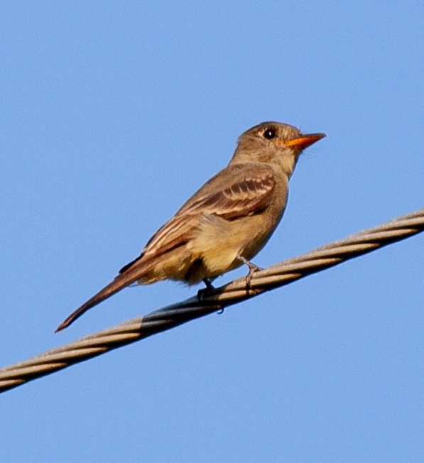 Greater Pewee (Mexican) - ML645731144