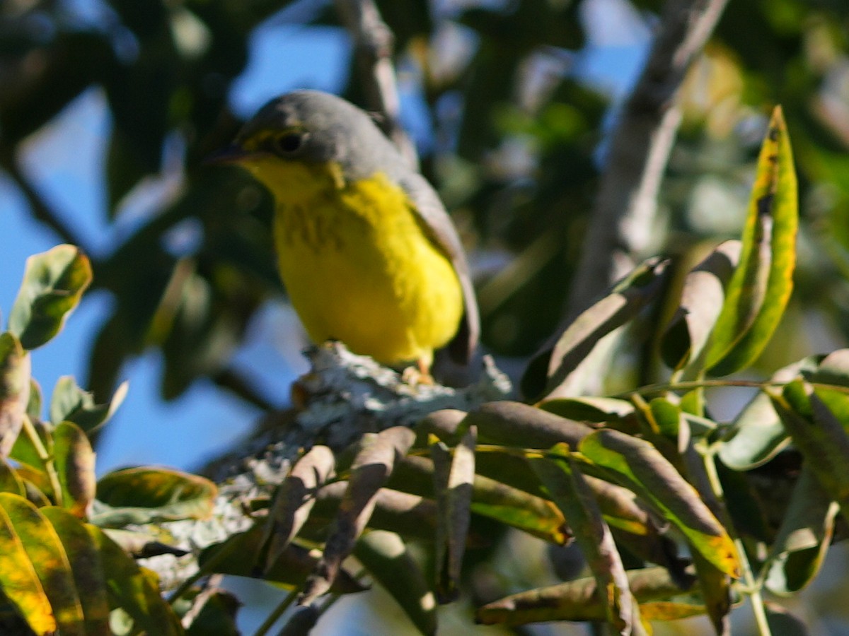 Canada Warbler - ML645731145