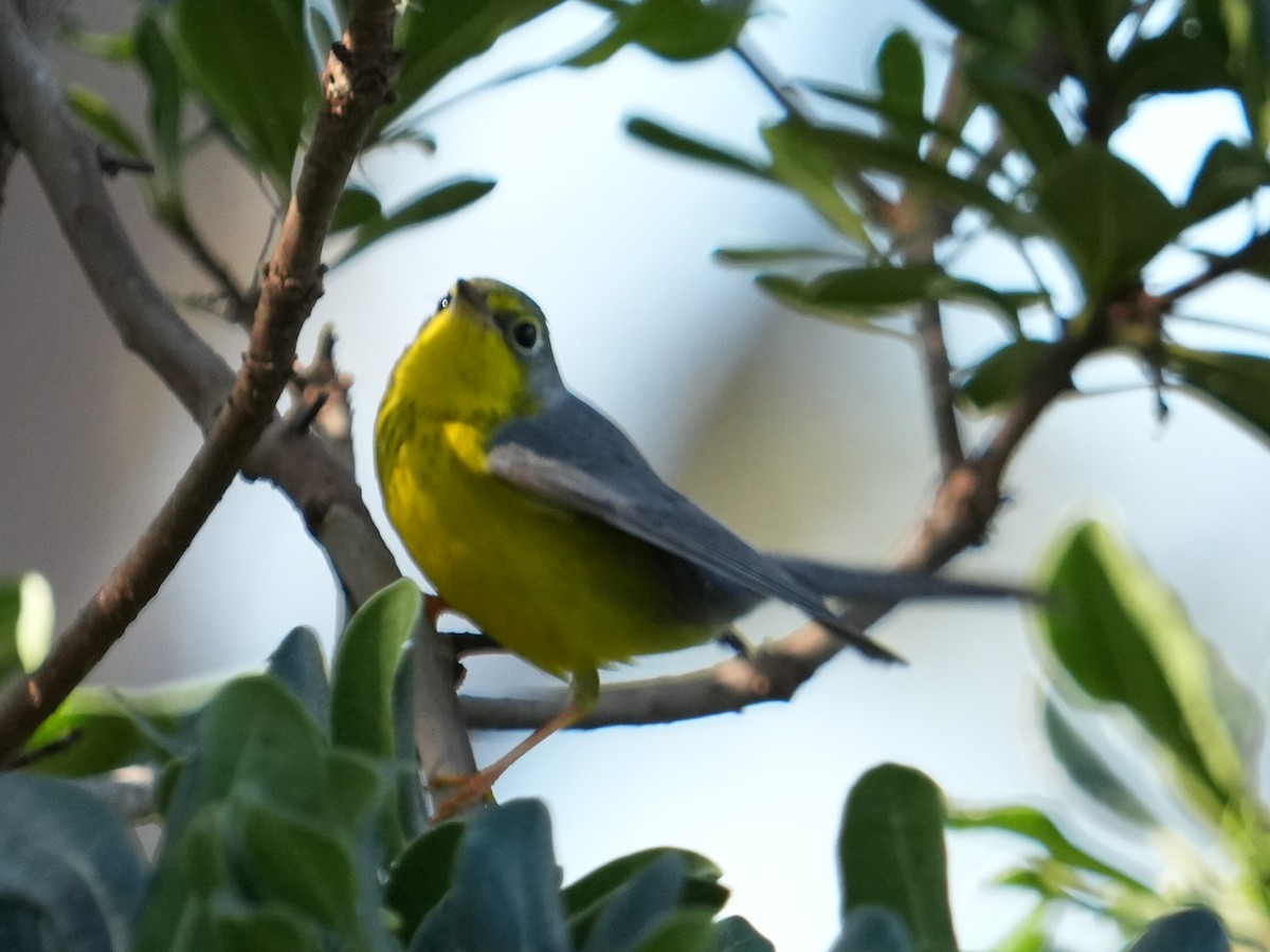 Canada Warbler - ML645731146