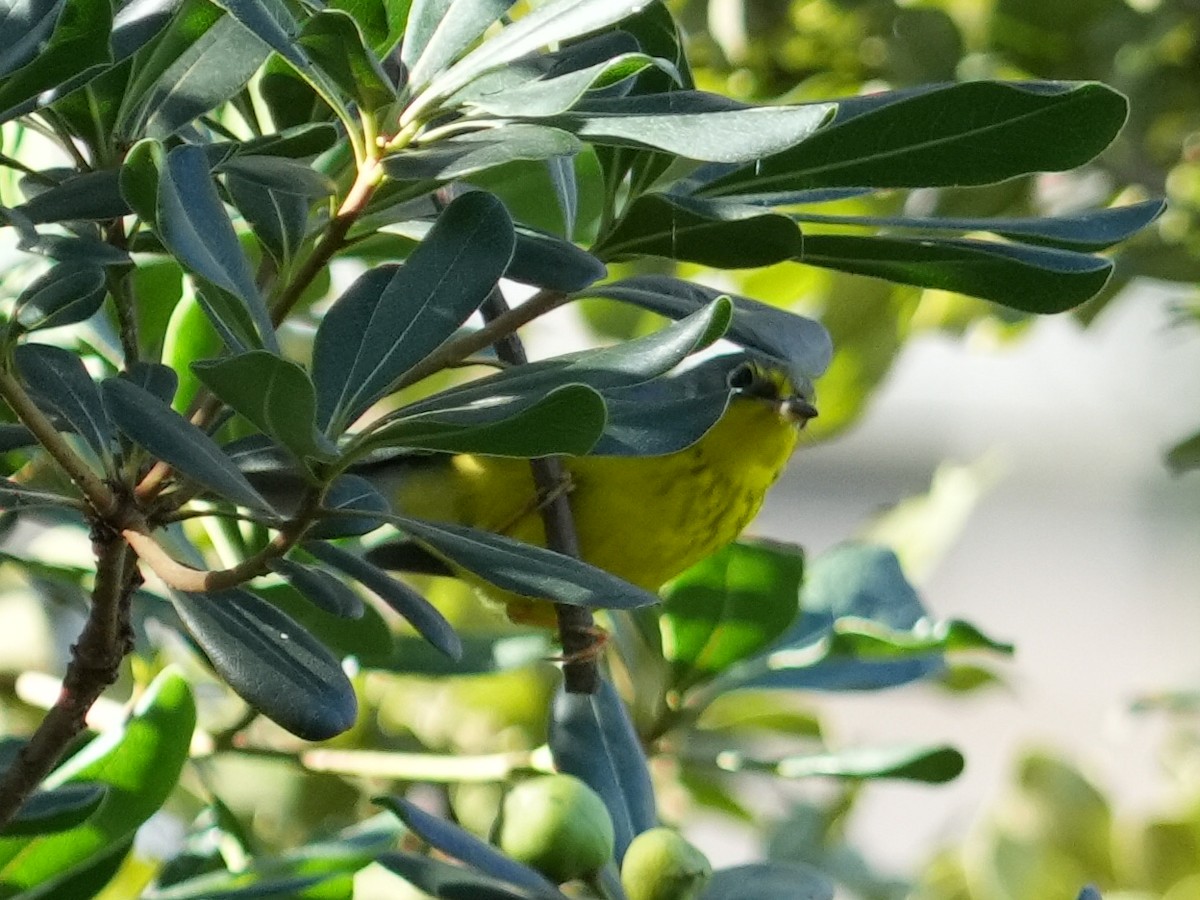 Canada Warbler - ML645731148