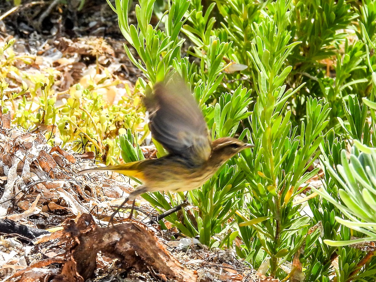 Palm Warbler - ML645731164