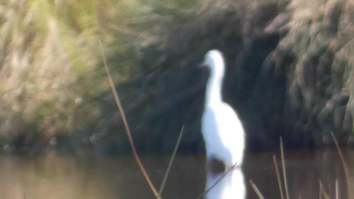 Чепура американська - ML645731165