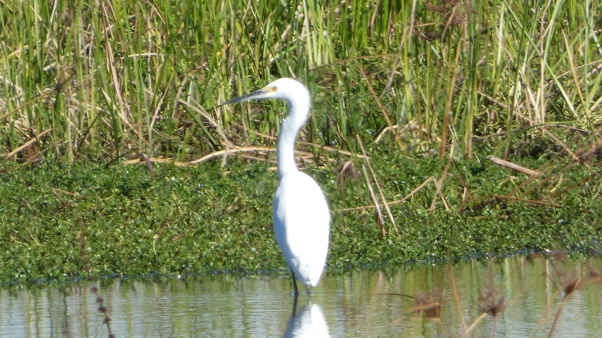 Чепура американська - ML645731166