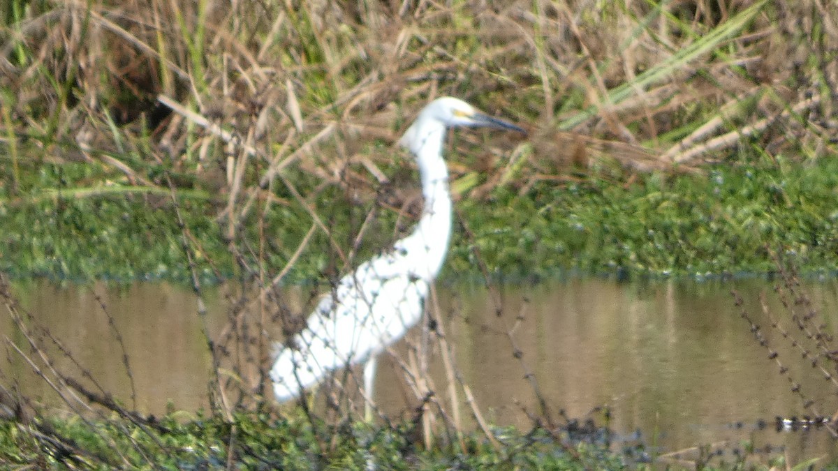 Чепура американська - ML645731167