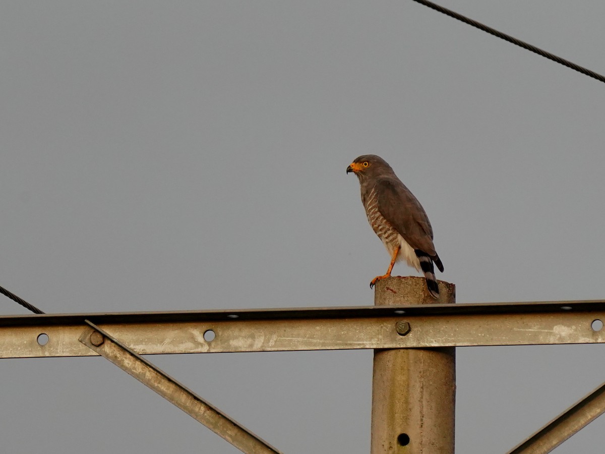 káně krahujová - ML645731171