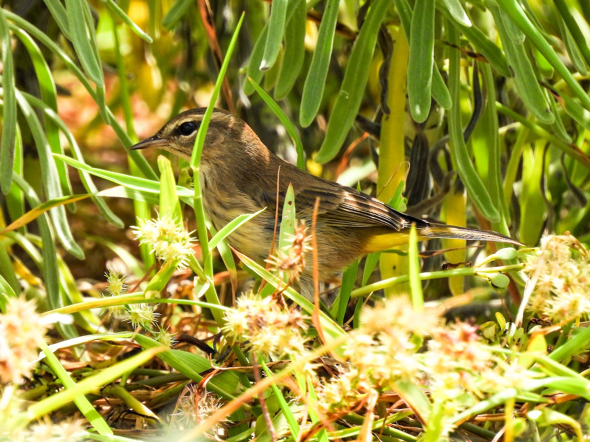 Palm Warbler - ML645731193