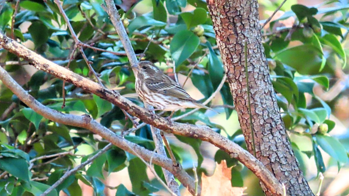 Purple Finch - ML645731204