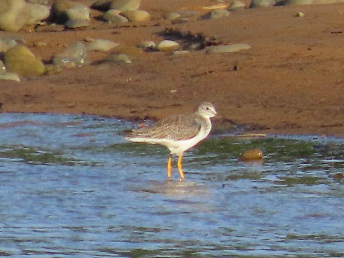 Greater Yellowlegs - ML645731212