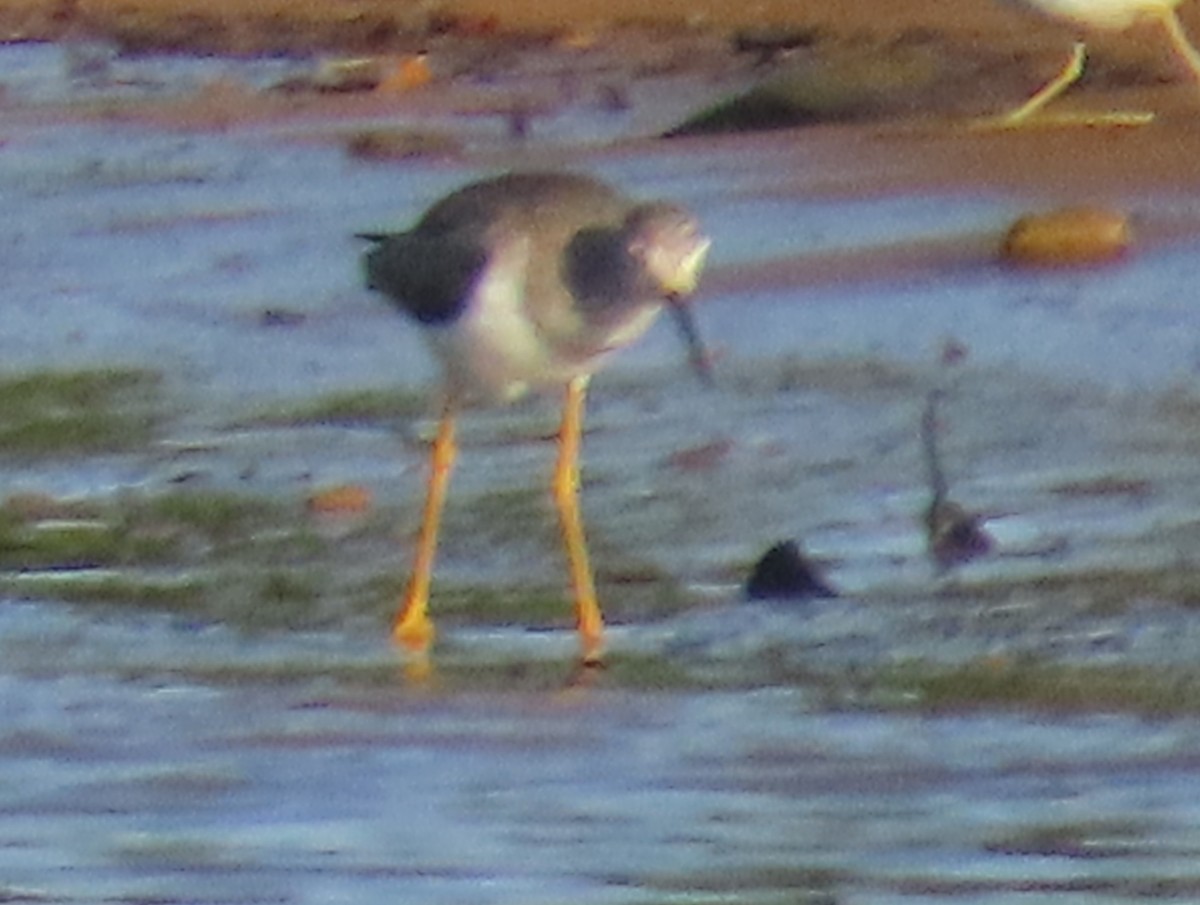 Greater Yellowlegs - ML645731214