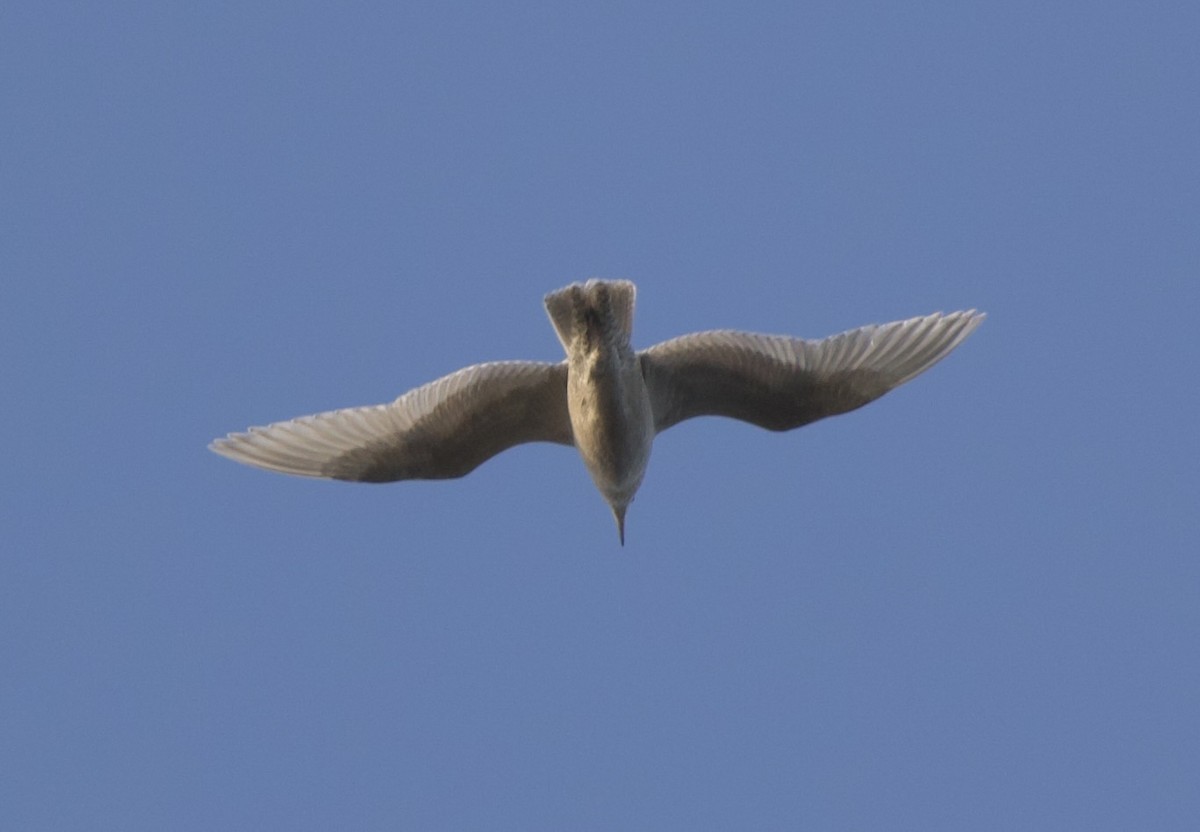 Iceland Gull - ML645731218