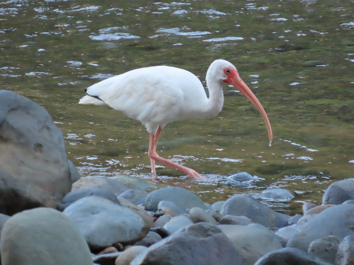 Corocoro Blanco - ML645731226