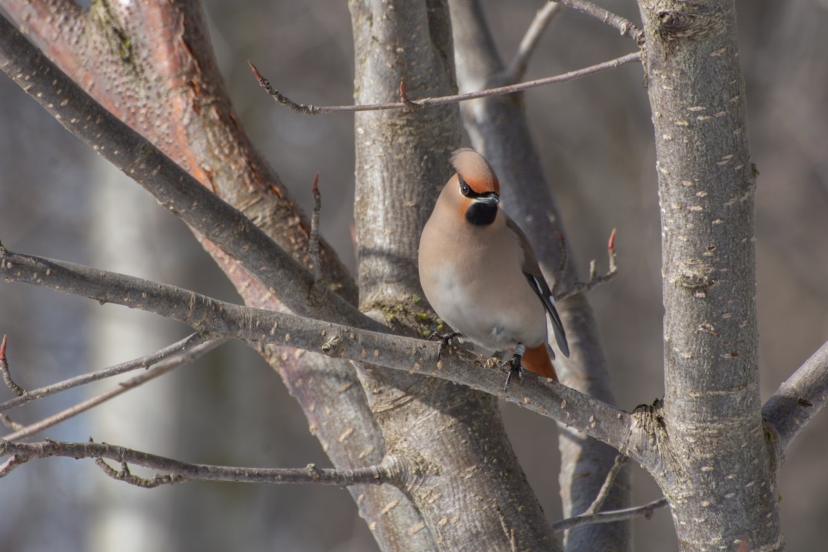 Bohemian Waxwing - ML645731233