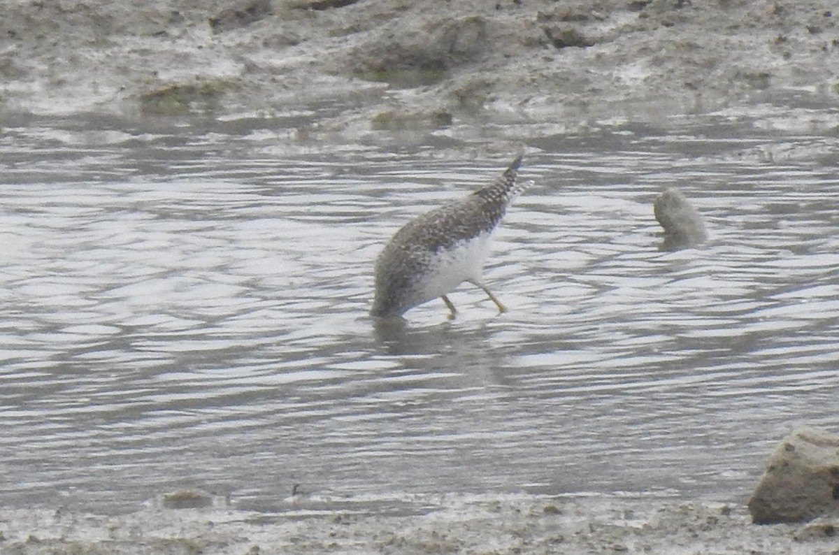 Greater Yellowlegs - ML645731234