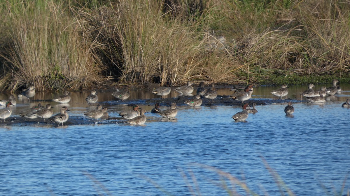 Чирянка мала - ML645731235