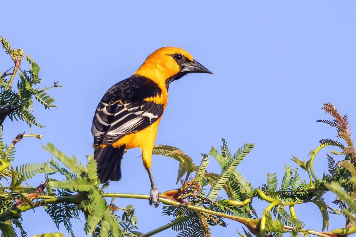 Altamira Oriole - ML645731237