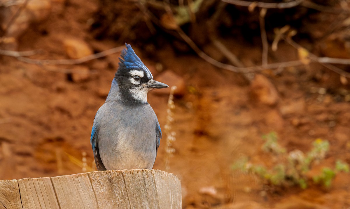 Стеллерова x Голубая сойка (гибрид) - ML645731243