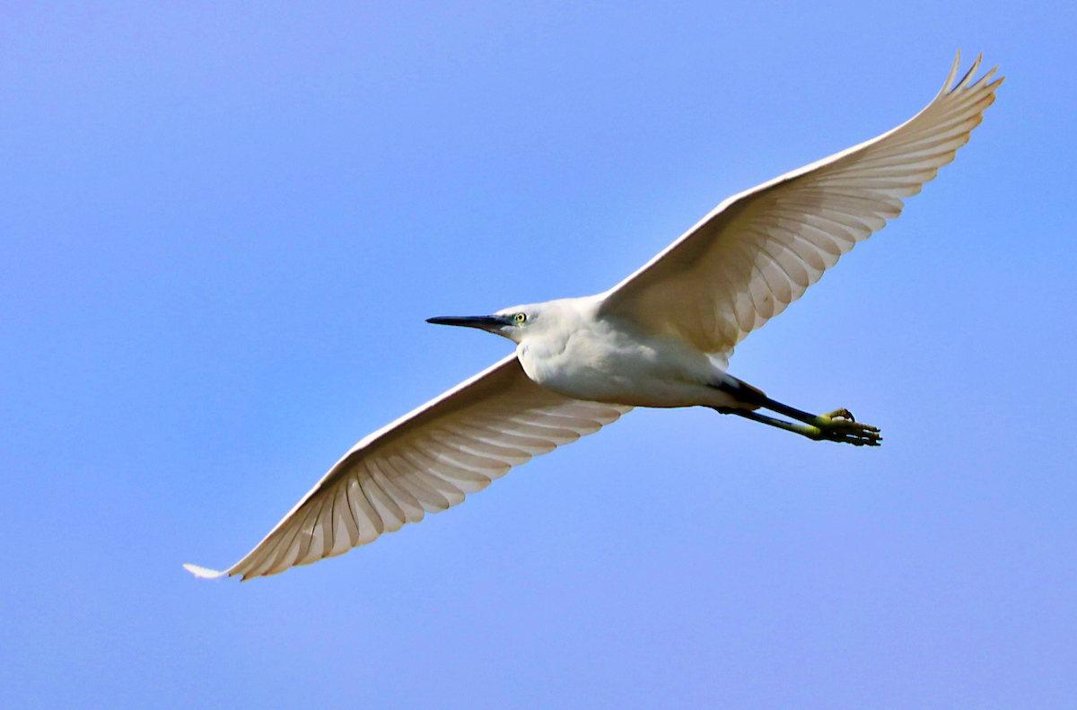 Little Egret - ML645731245