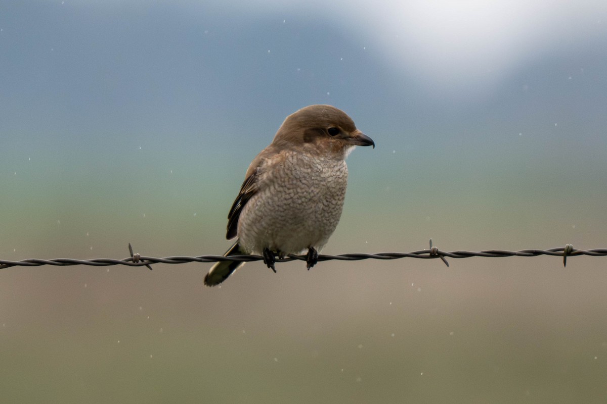 Northern Shrike - ML645731248