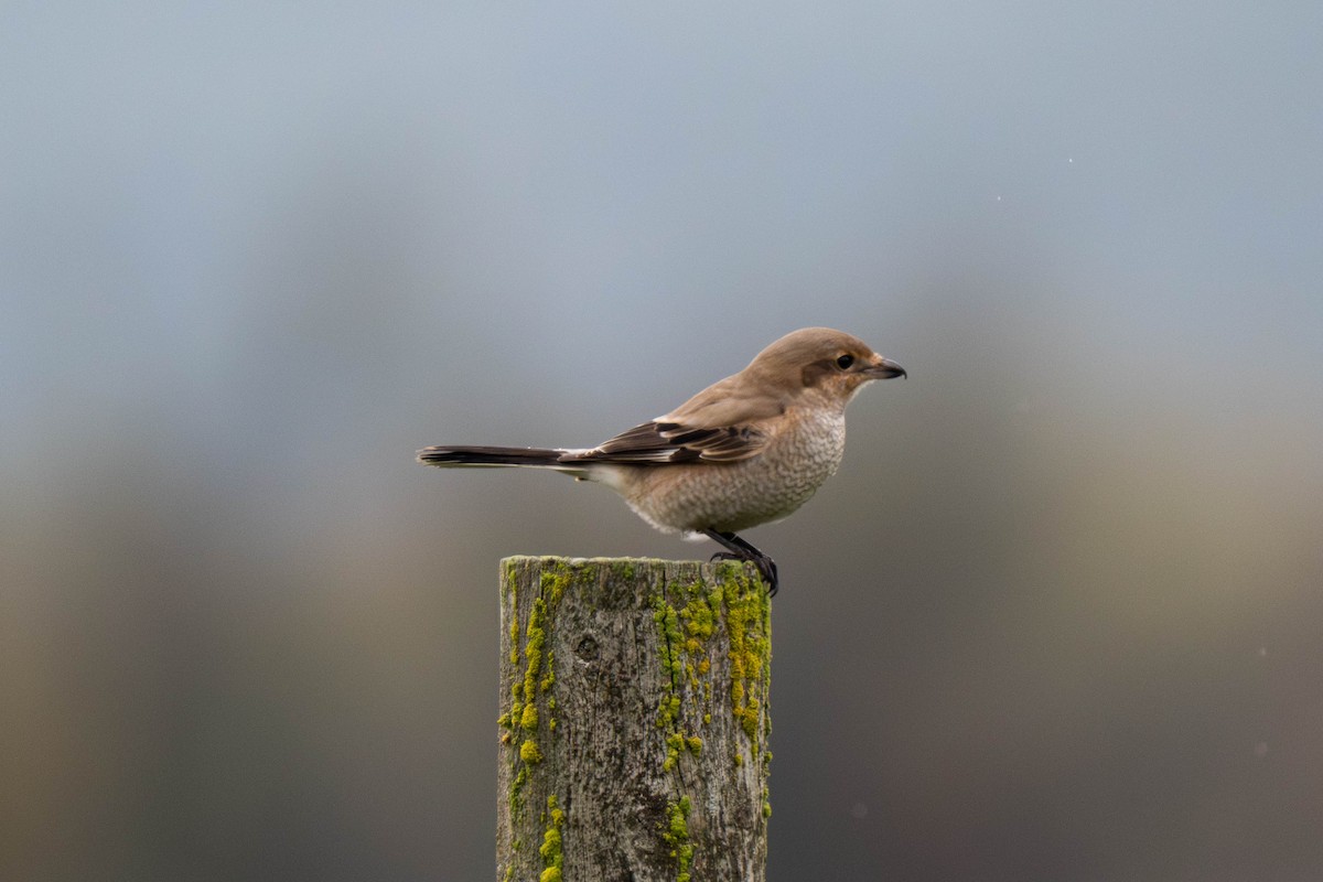 Northern Shrike - ML645731249