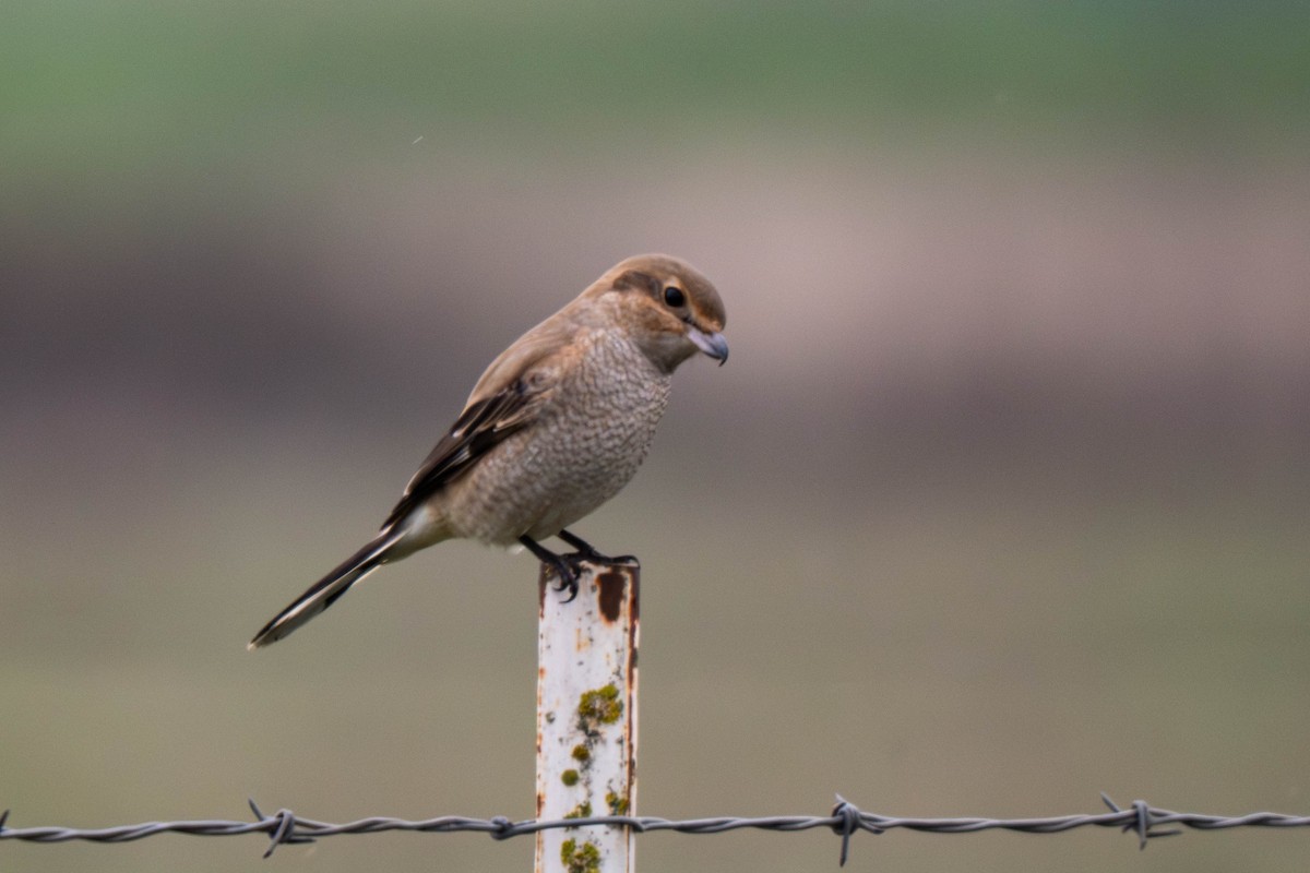 Northern Shrike - ML645731250