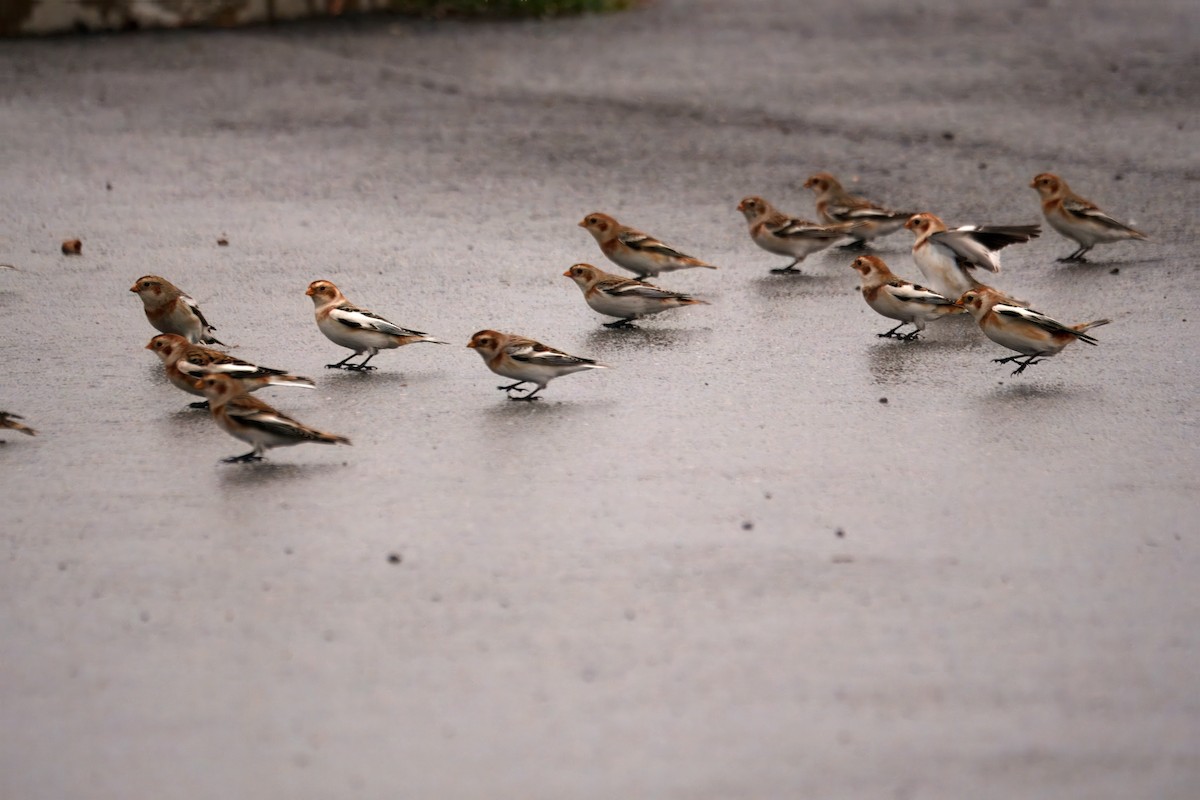 Snow Bunting - ML645731258