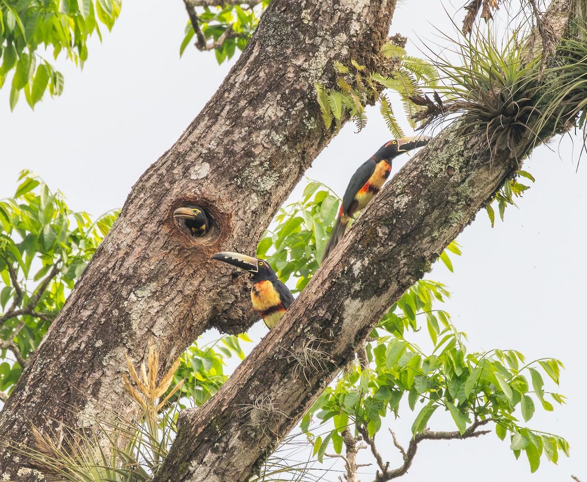 arassari pestrý - ML645731261