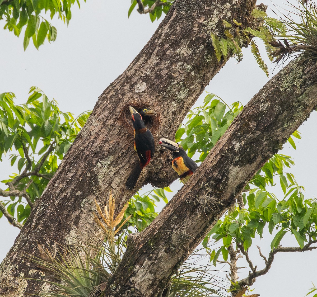 arassari pestrý - ML645731262