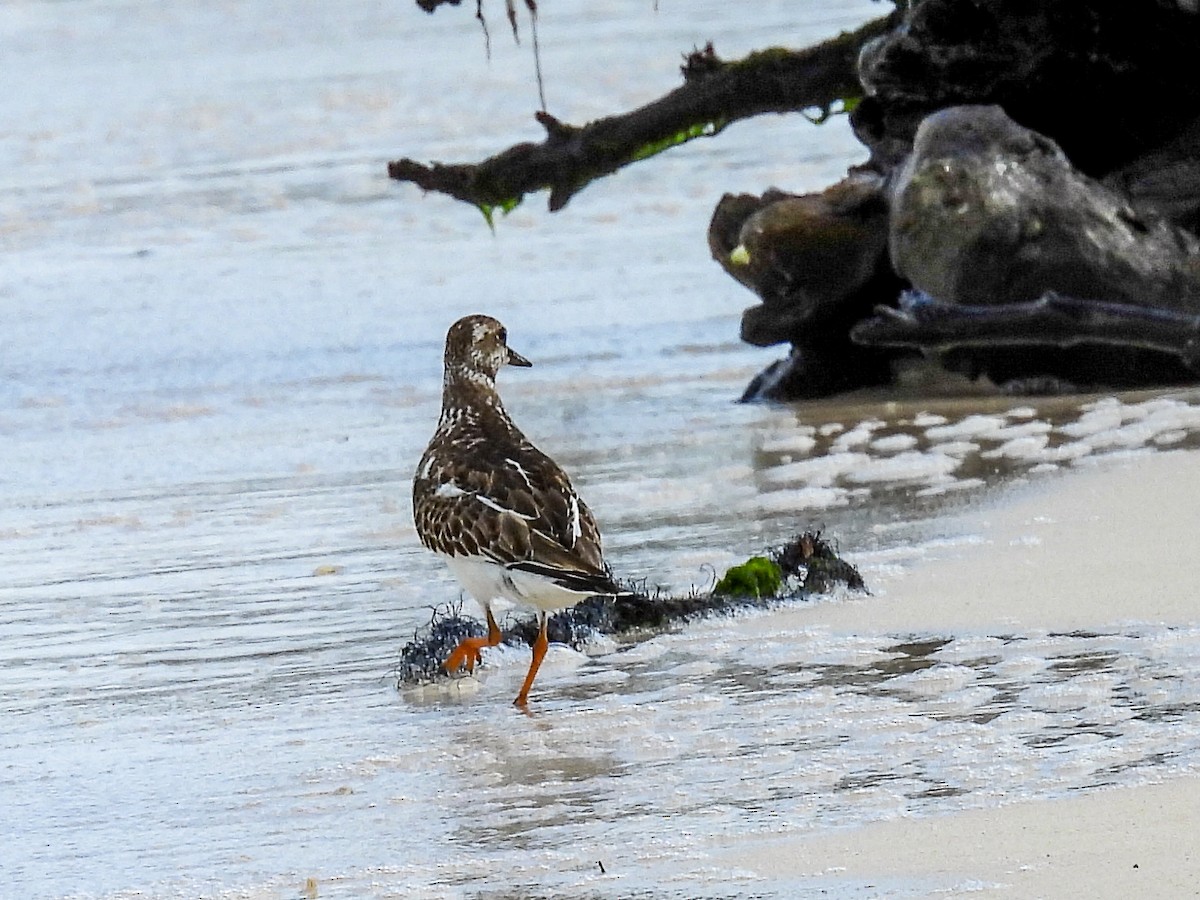 Ruddy Turnstone - ML645731264