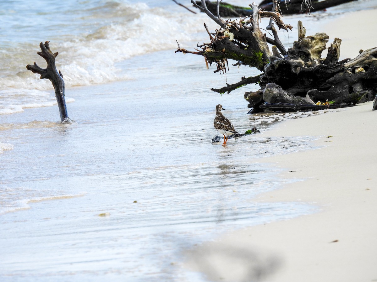 Ruddy Turnstone - ML645731278