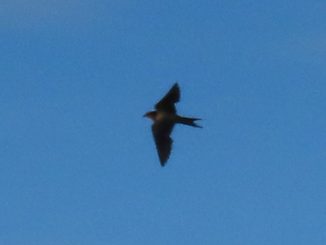 vlaštovka obecná - ML645731280