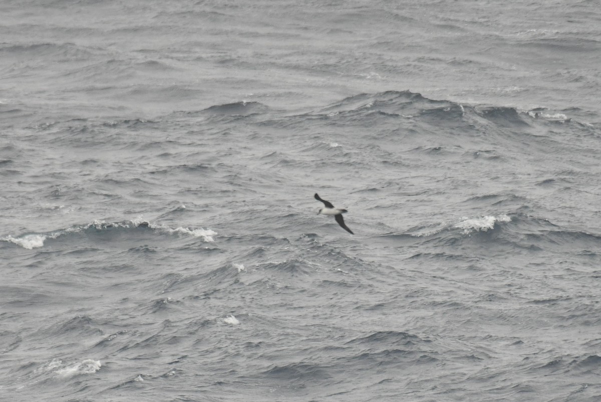 Gray Petrel - ML645731282