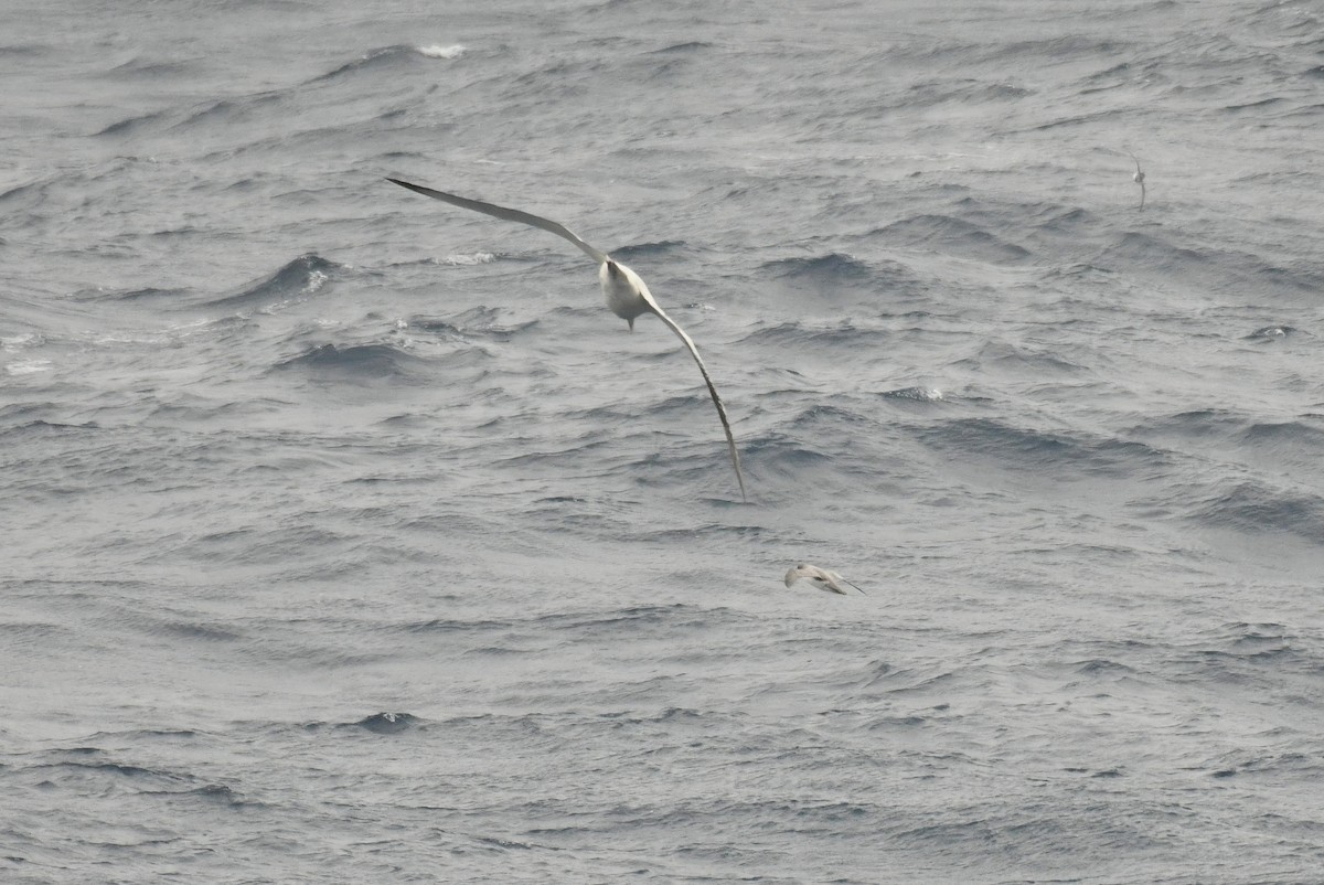 Gray Petrel - ML645731283