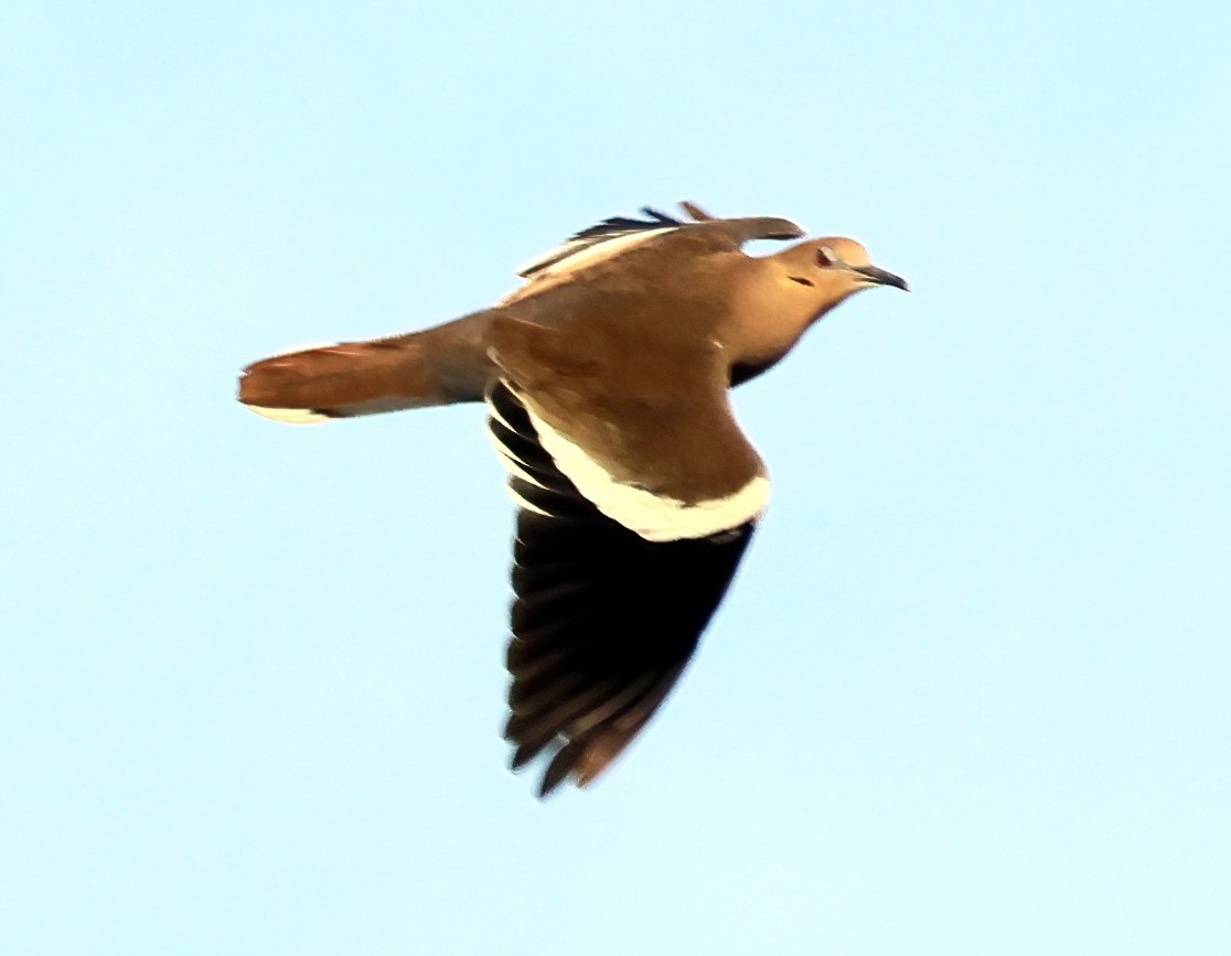 White-winged Dove - ML645731287