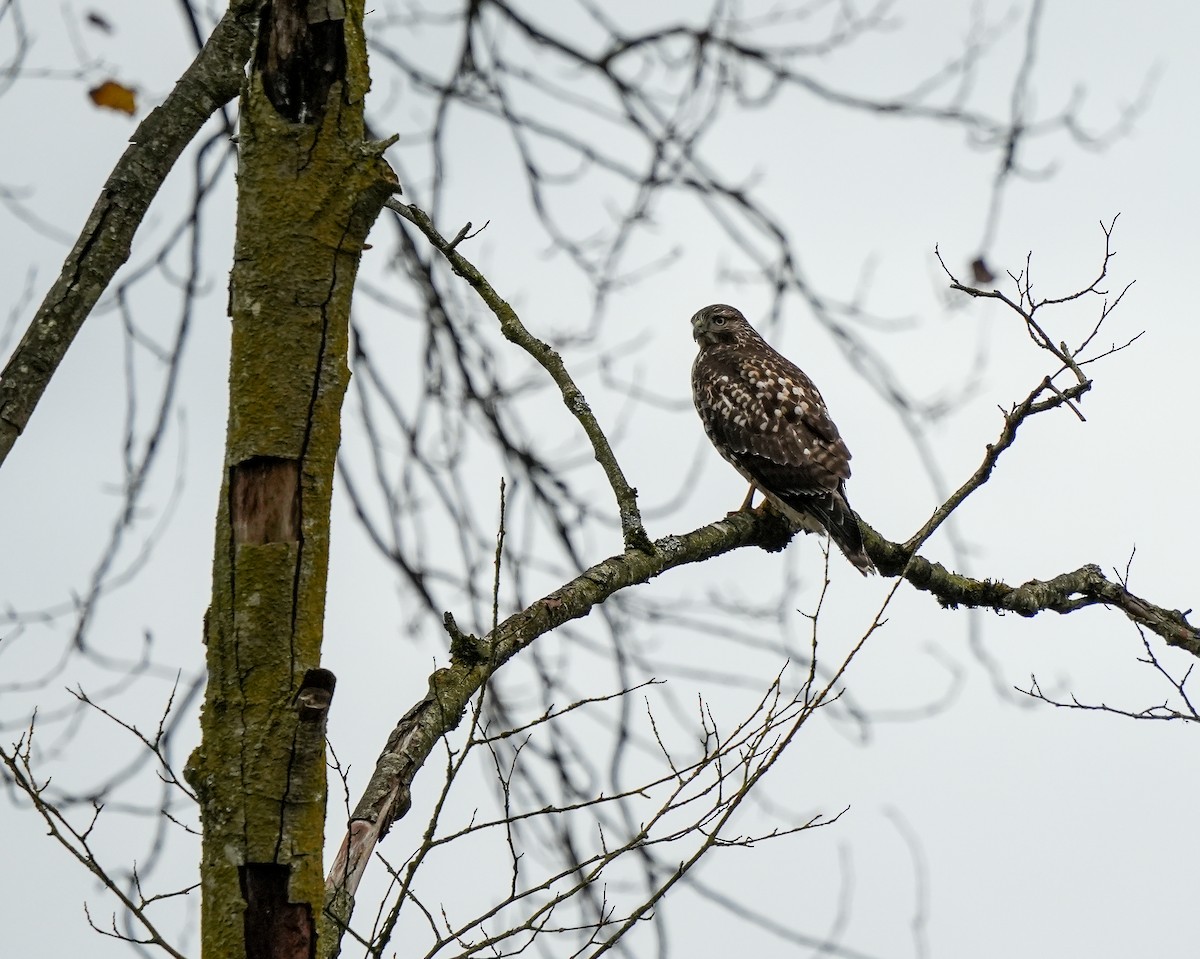 Red-tailed Hawk - ML645731288